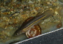 Rivulus Birkhani